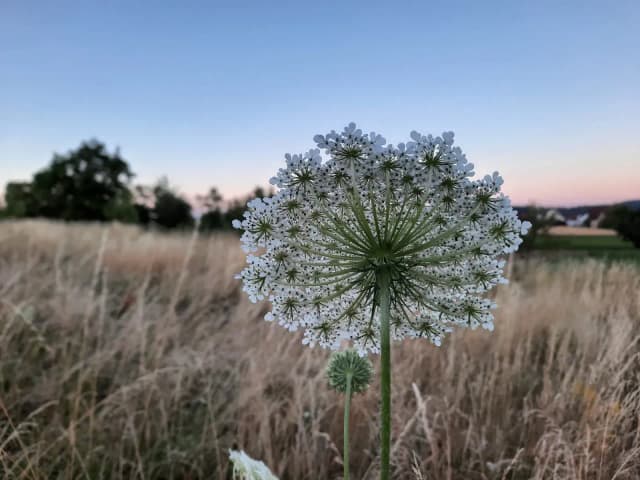 community cover icon